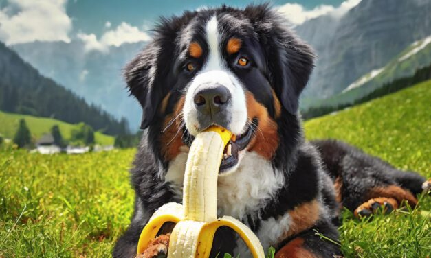 Woof Woof, Fruit Fans! 5 Furrific Treats to Share with Your Mountain Mutt